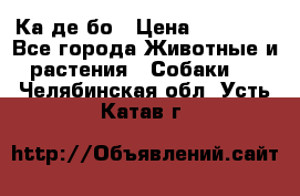 Ка де бо › Цена ­ 25 000 - Все города Животные и растения » Собаки   . Челябинская обл.,Усть-Катав г.